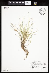 Carex sychnocephala image