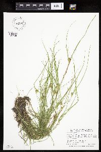 Carex sychnocephala image