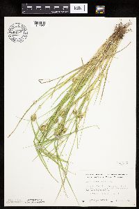Carex sychnocephala image