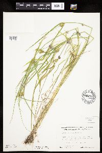 Carex sychnocephala image
