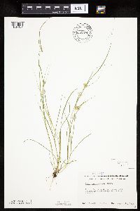 Carex sychnocephala image