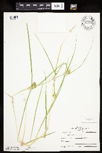 Carex sychnocephala image