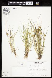 Carex sychnocephala image