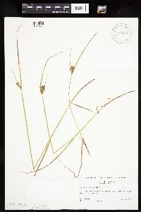 Carex sychnocephala image