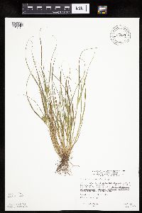 Carex sychnocephala image