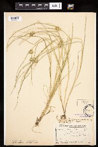 Carex sychnocephala image