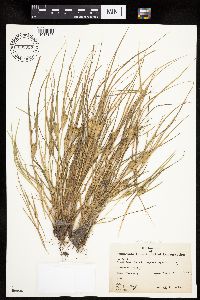 Carex sychnocephala image