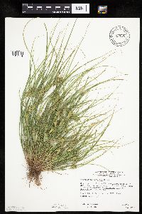 Carex sychnocephala image