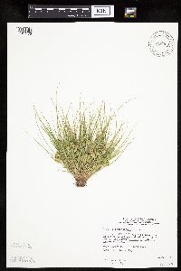 Carex sychnocephala image