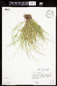 Carex sychnocephala image
