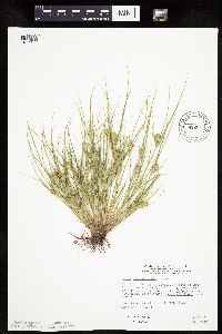 Carex sychnocephala image