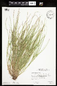 Carex sychnocephala image