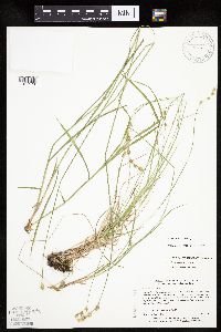 Carex tenera image