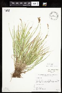 Carex tenera image