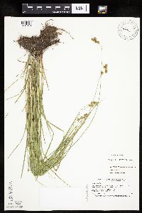 Carex tenera image