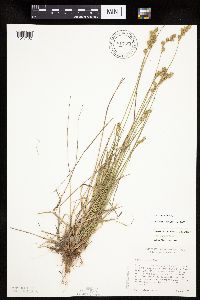 Carex tenera image