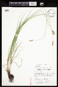 Carex tenera image