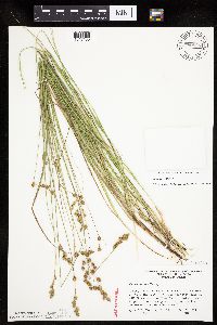Carex tenera image