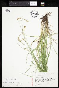Carex tenera image
