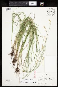 Carex tenera image