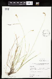 Carex tenera image