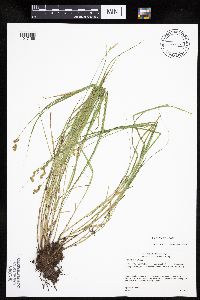Carex tenera image