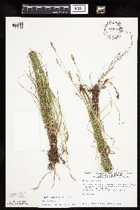 Carex tenera image