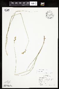 Carex tenera image