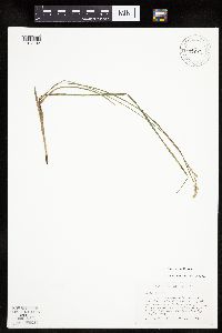 Carex tenera image