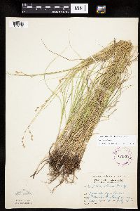 Carex tenera image