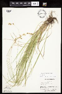 Carex tenera image