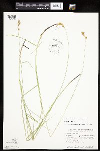 Carex tenera image
