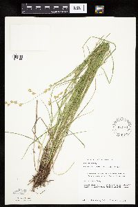 Carex tenera image