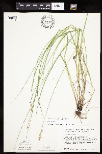 Carex tenera image