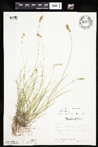 Carex tenera image