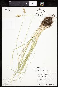 Carex tenera image