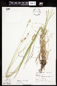Carex tenera image