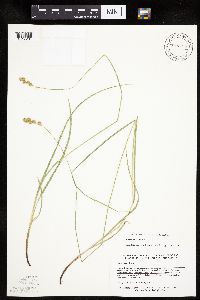 Carex tenera image