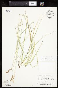 Carex tenera image