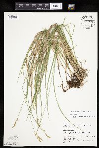 Carex tenera image