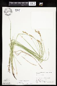 Carex tenera image