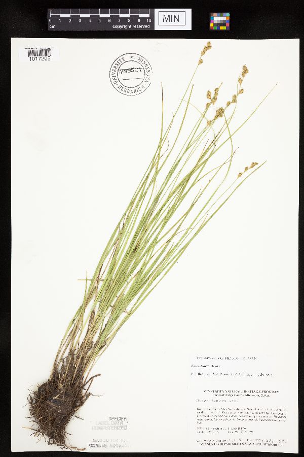 Carex tenera image