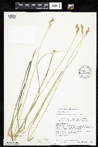 Carex tenera image