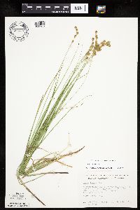 Carex tenera image
