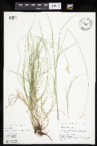Carex tenera image