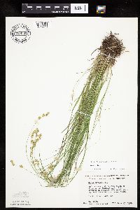 Carex tenera image