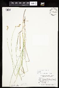 Carex tenera image
