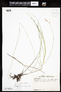 Carex tenera image