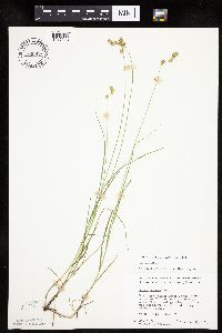 Carex tenera image
