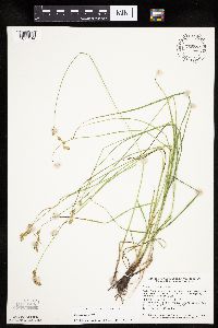 Carex tenera image